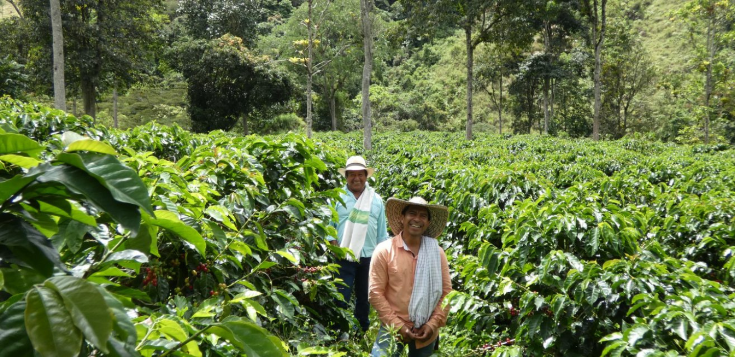 Ariosa Coffee