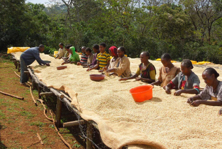 Ethiopia Koke Cooperative